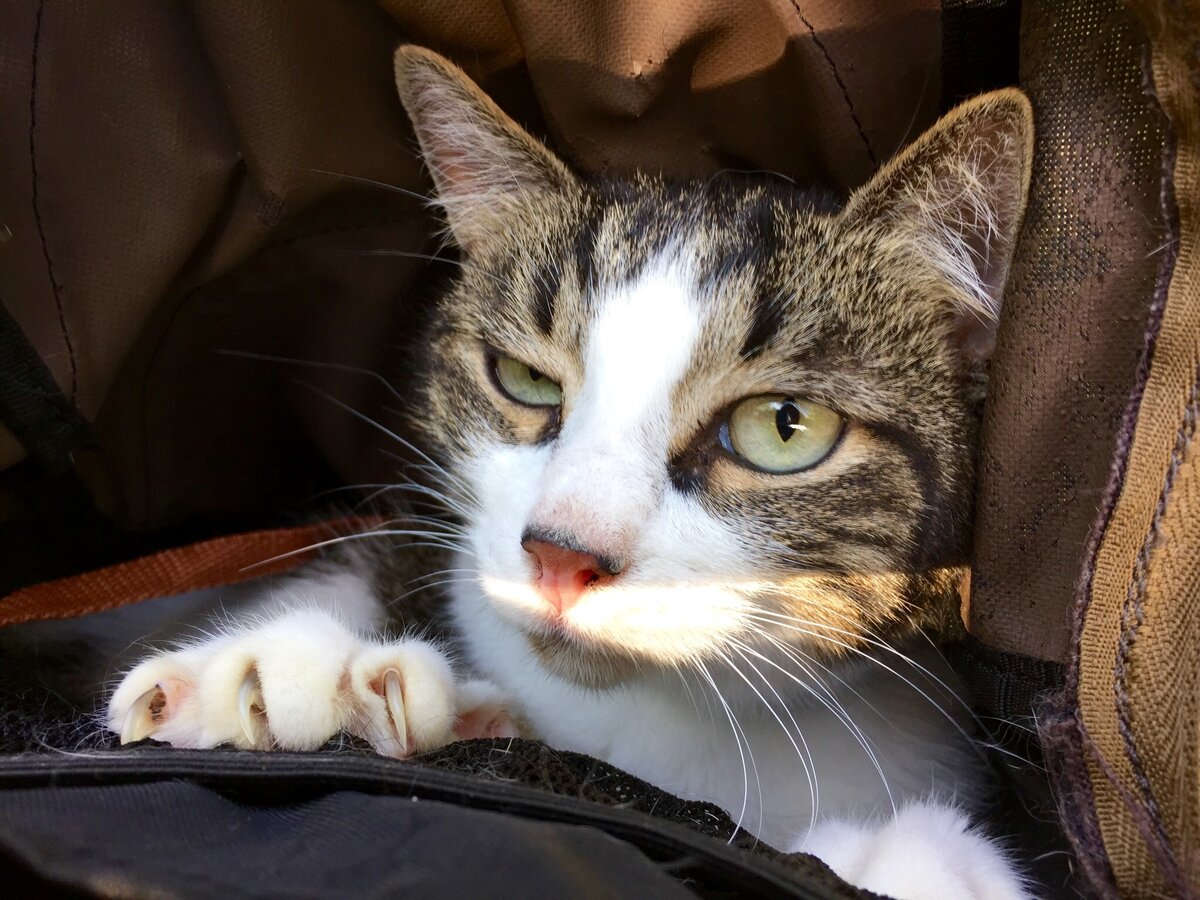 Хозяин любого положения Иннокентий:)