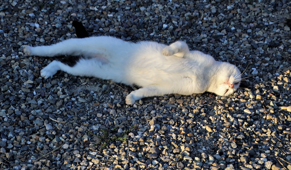 https://cdn.pixabay.com/photo/2018/09/11/20/04/cat-3670491_960_720.jpg