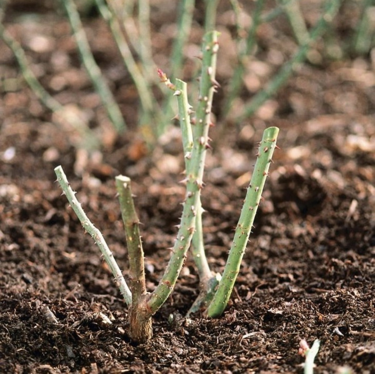 Обрезка роз