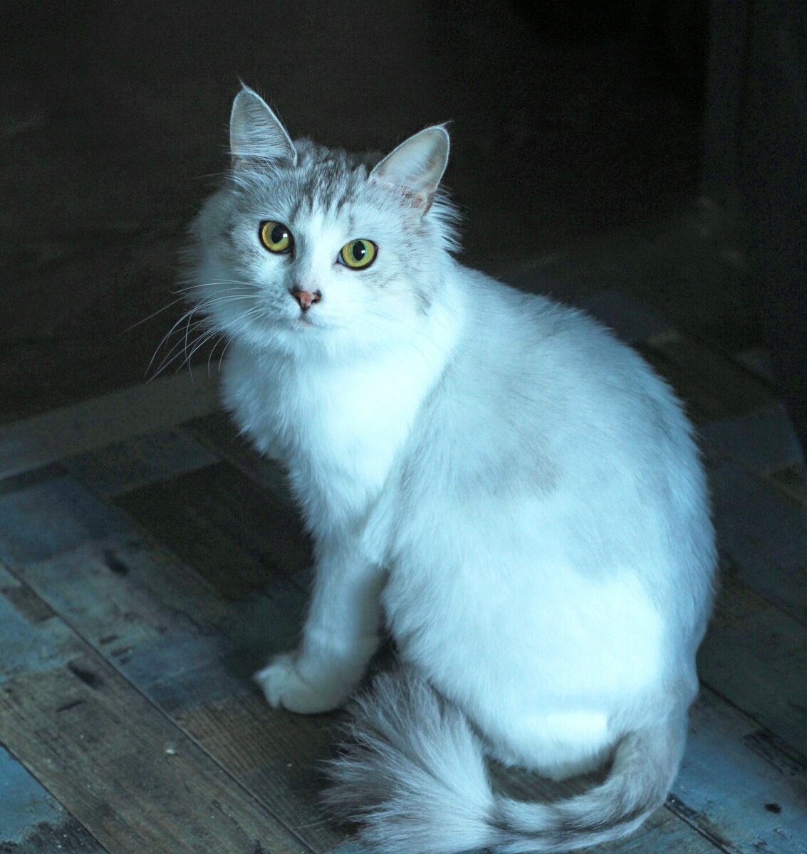 Кошка Лола стала домашней и любимой