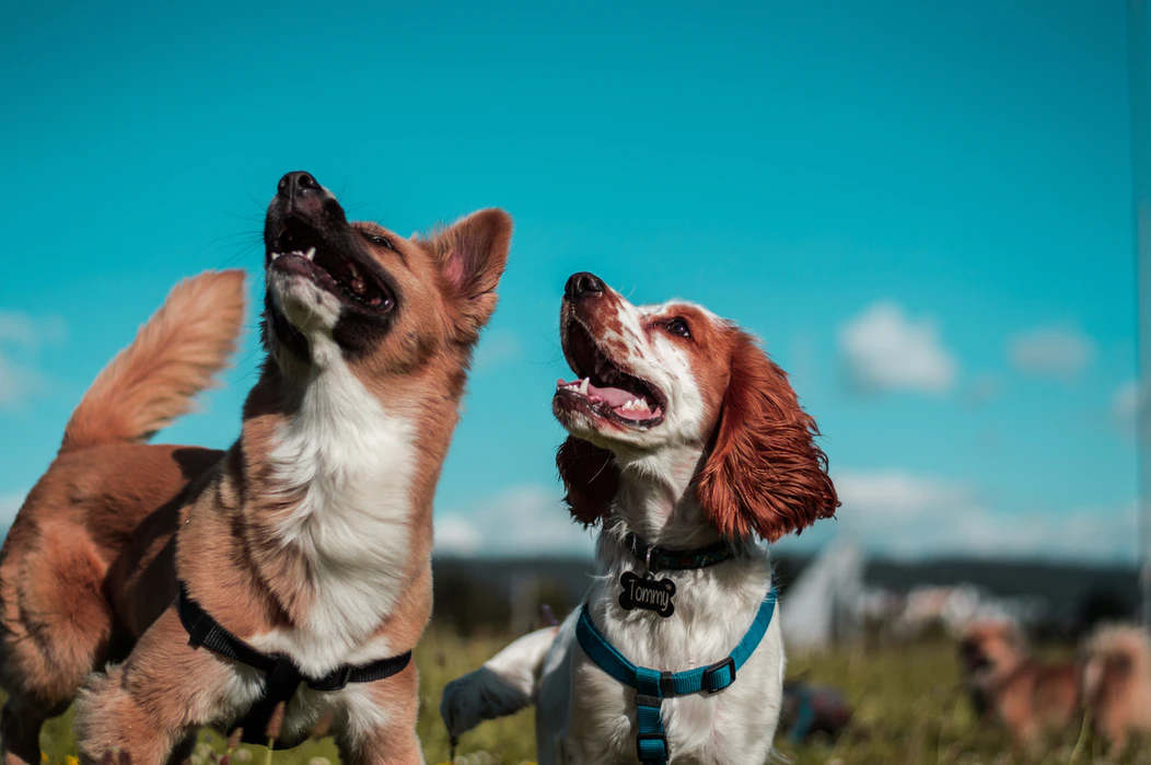 https://unsplash.com/photos/z7rcwqCi77s