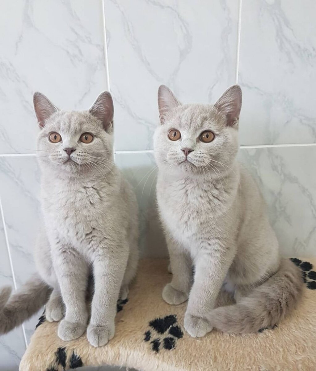 Двойняшки мальчик и девочка со второго помёта