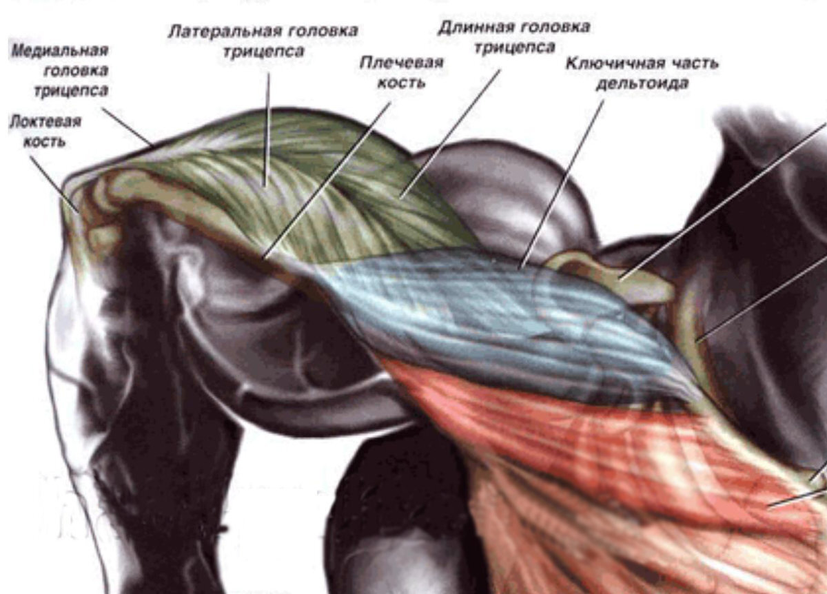 Бицепс анатомия