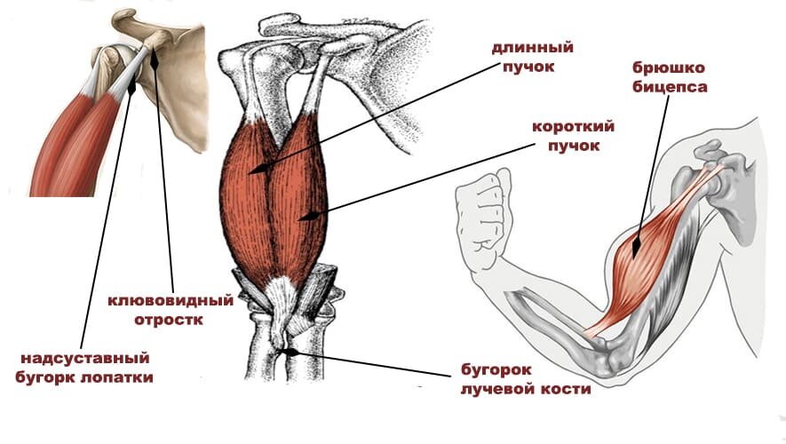 Схема для накачивания бицепса