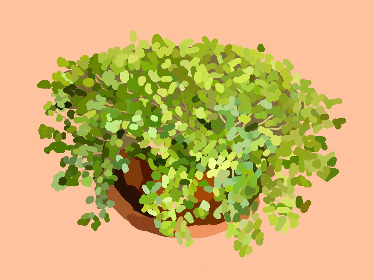 сойлеролия напоминает мне травянчик из детства