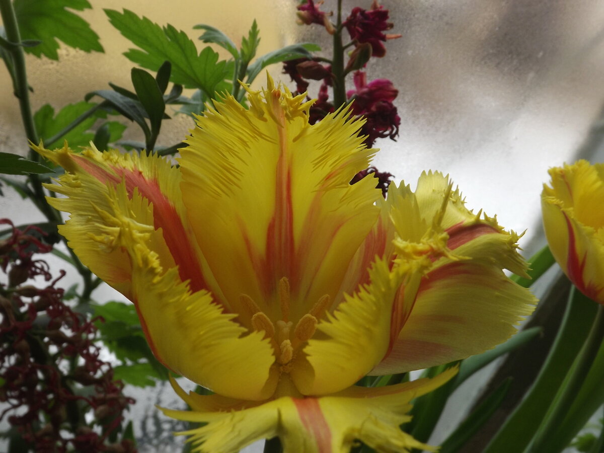 Одноклассница осенью прислала  с г.Томска посылку с луковицами тюльпанов и нарциссов ,там же были луковицы гиацинтов.Тюльпаны и нарциссы я посадила в зиму,так сказать эксперимент  ---перезимуют или нет.