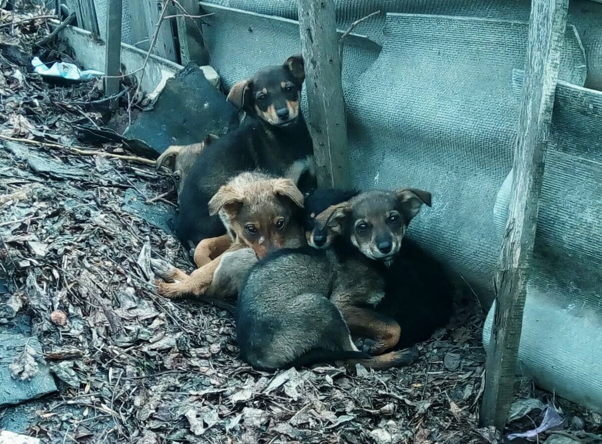 Много бездомных животных