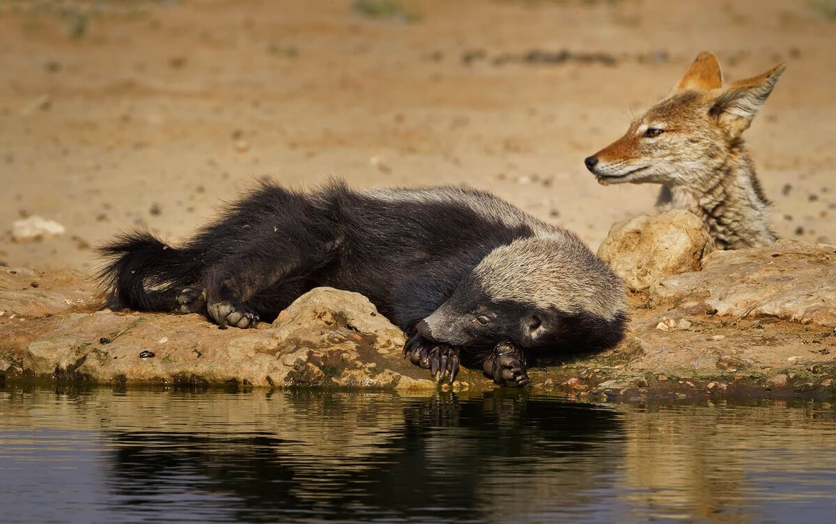 животное медоед