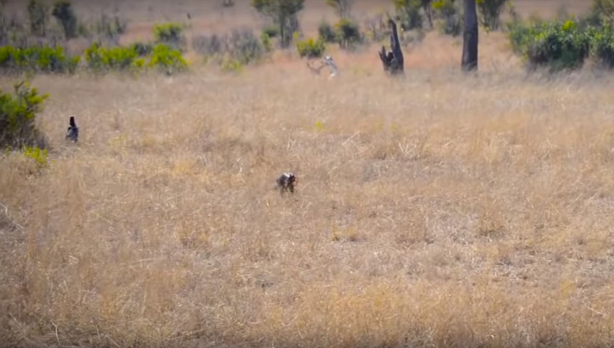 Птицы заняты поиском пищи