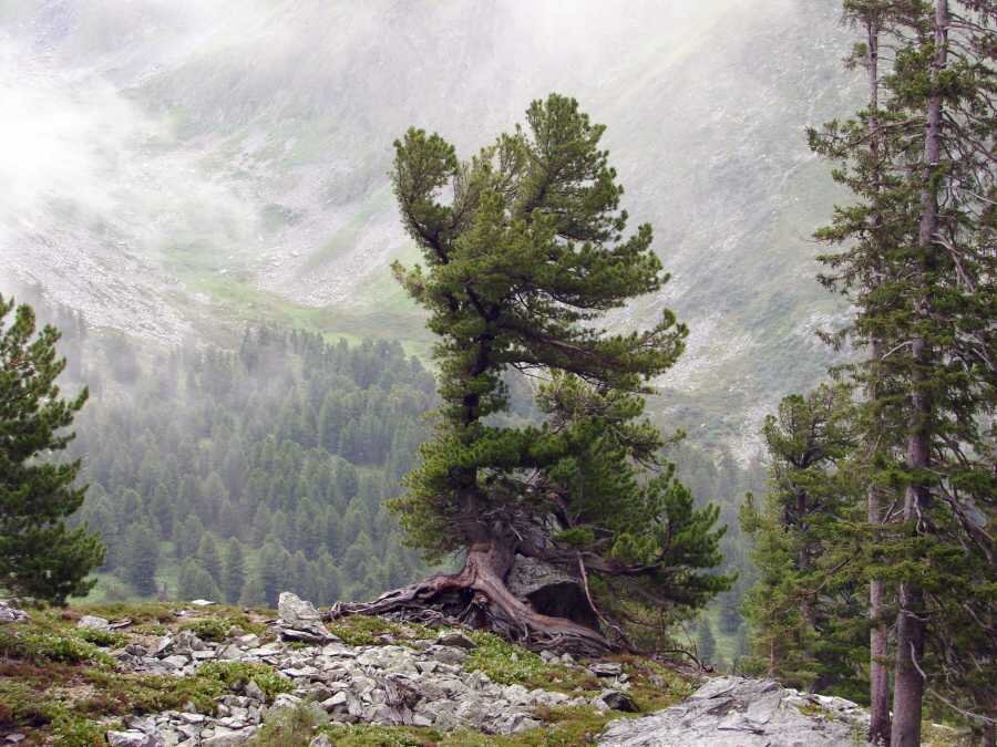 Фото пресс-службы заповедника Саяно-Шушенский