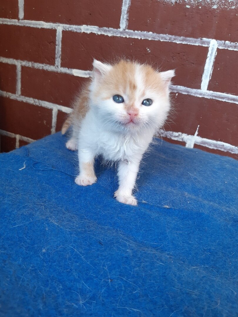 Голубая тикированная британская шиншилла. Кошки которые продаются. Недорогие коты. Недорогие коты. Кошки которые продаются.