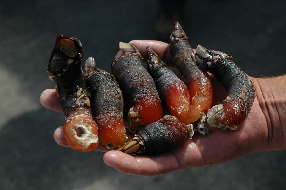 персебес (percebes) 