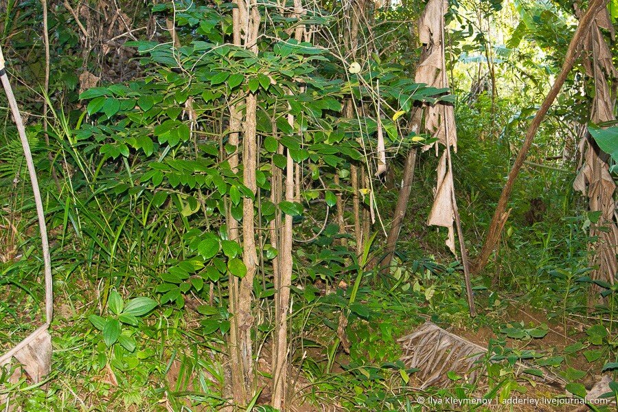 2. Повели они меня в лес. Как раз туда, где мы бурбонский перец сажали.

