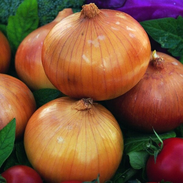 источник https://www.kingsseeds.com/PRODUCT_IMAGES/13211-1.jpg