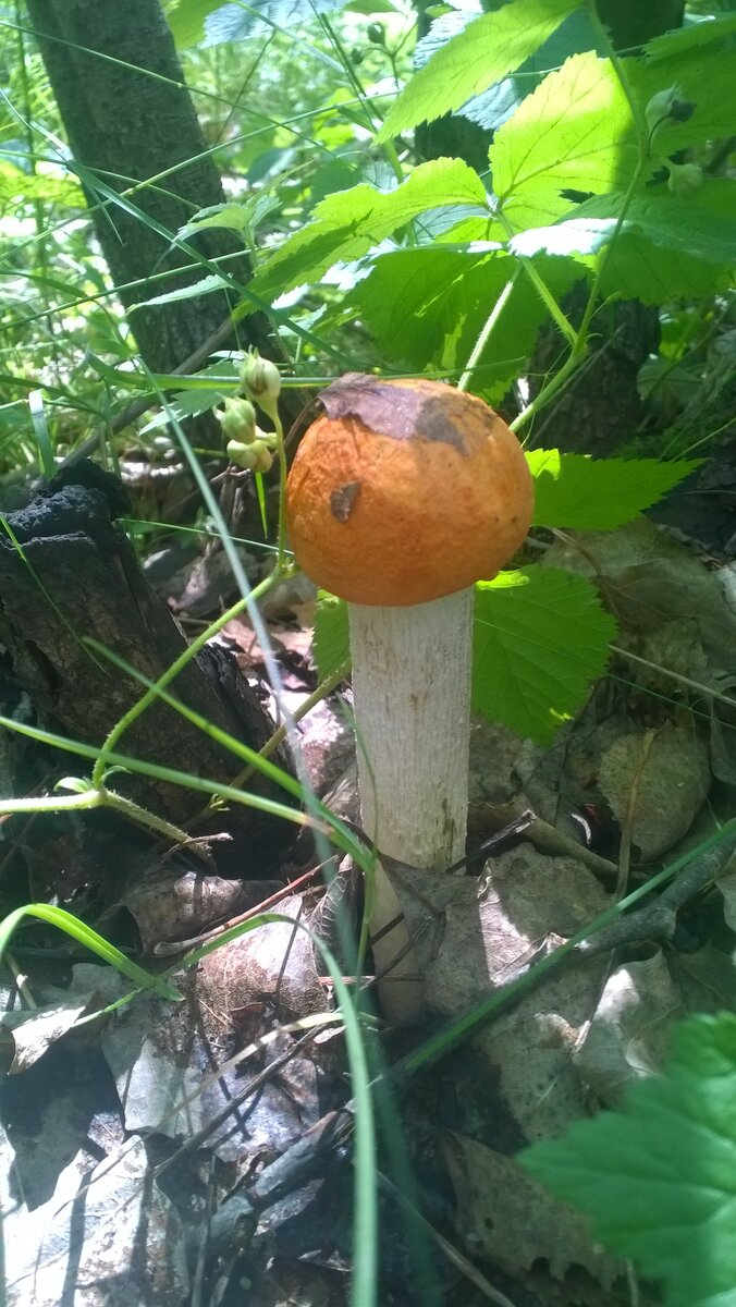 красавец какой