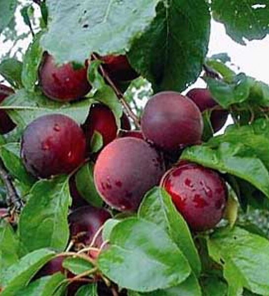 Невероятный абрикос со вкусом и ароматом вишни-черешни