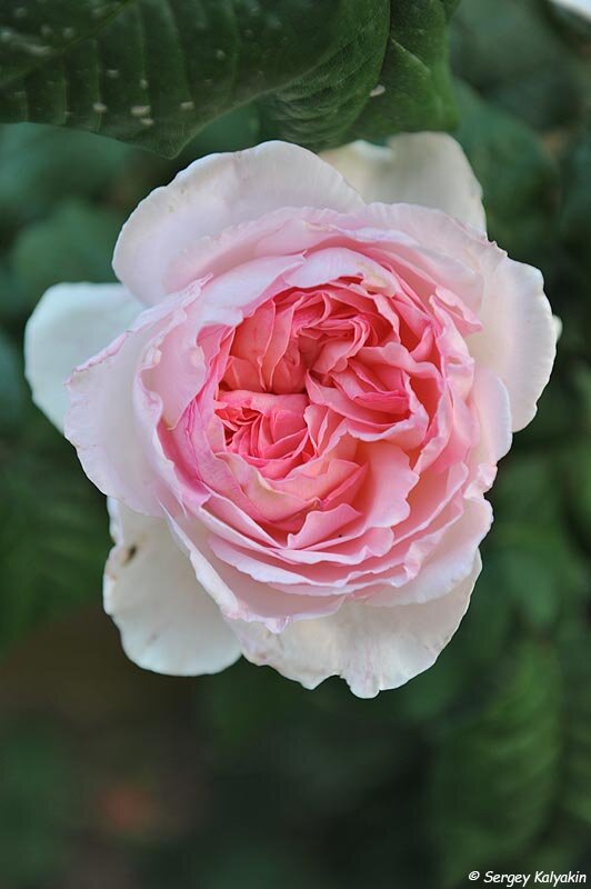 Роза шарифа асма фото и описание