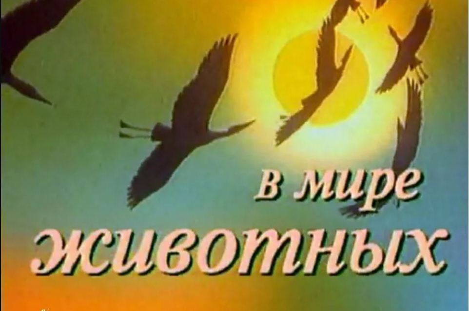 В мире животных телепередача. Дроздов 1968 в мире животных. В мире животных передача. Какая музыка в мире животных. Какая музыка в мире животных.