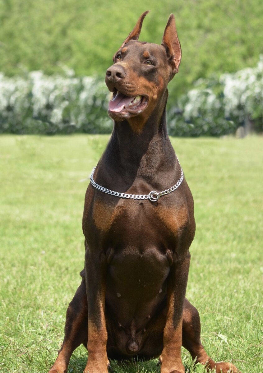 Доберман