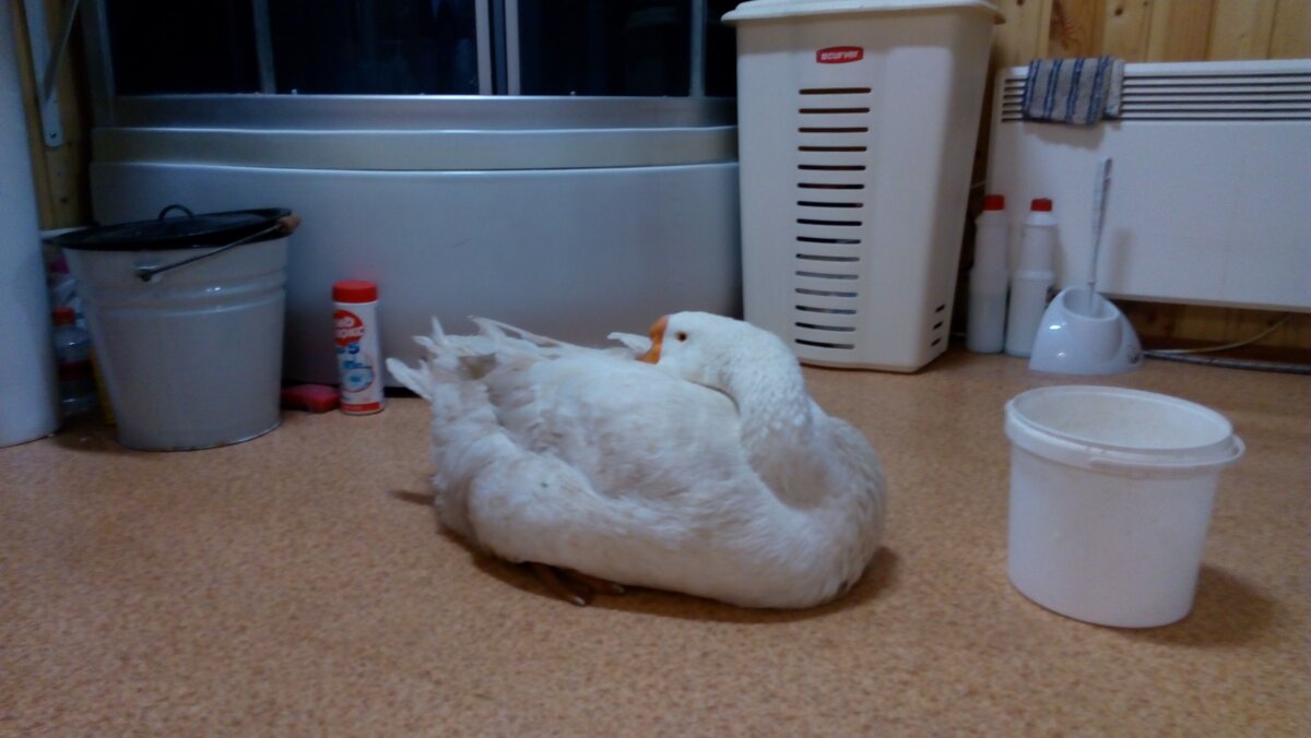 гуся заболел...