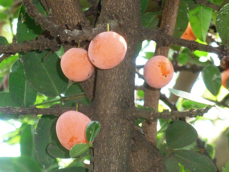 Garcinia livingstonei. Garcinia livingstonei on stamp. Фруктовый 6 букв