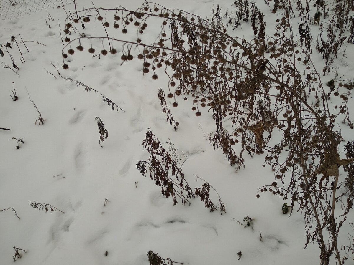 просто полынь. просто снег. 