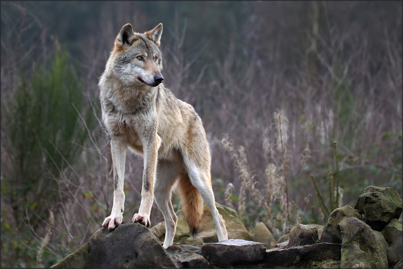 Волк - Псовые (Canidae)