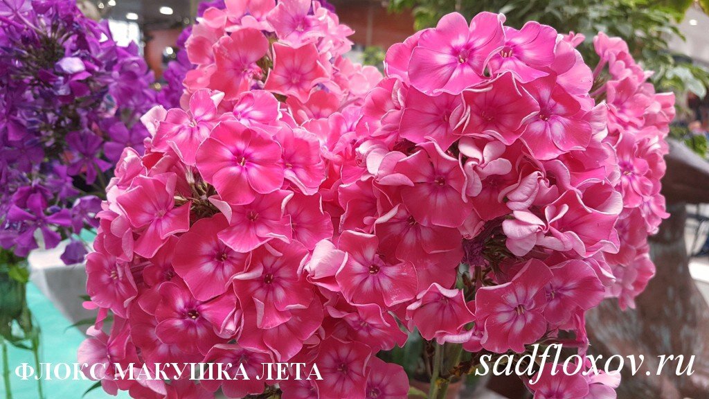 Фото флокса Макушка Лета