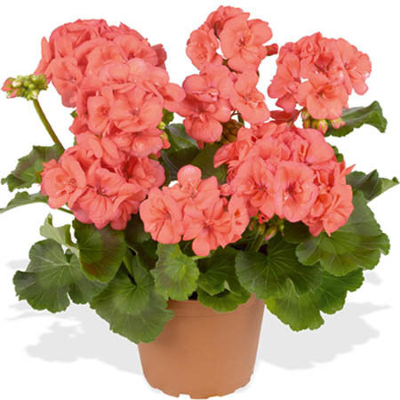 Герань, пеларгония - Geranium