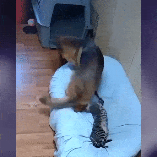 Пока хозяйка не видит 😂😂😂
