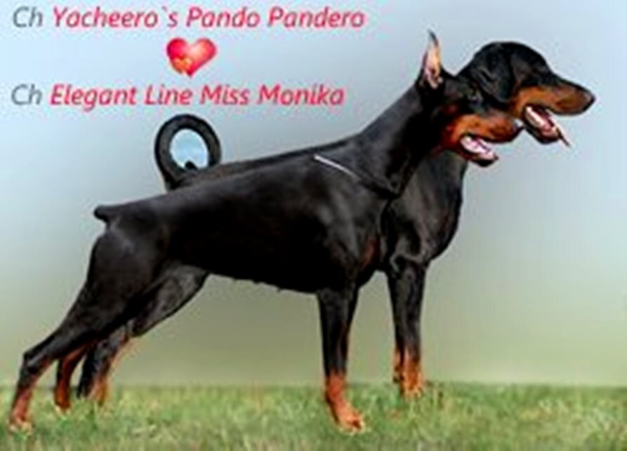  Мама и папа  нашей Зайки (фото Л.Морозова)