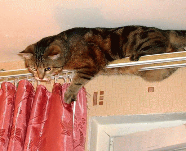 А уж на фото, из разряда "за минуту до..." вообще можно смотреть бесконечно! Яндекс. Картинки.