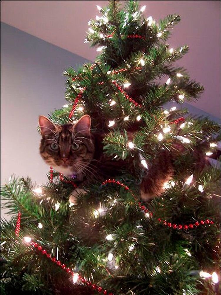 Фото с сайта Яндекс.картинки