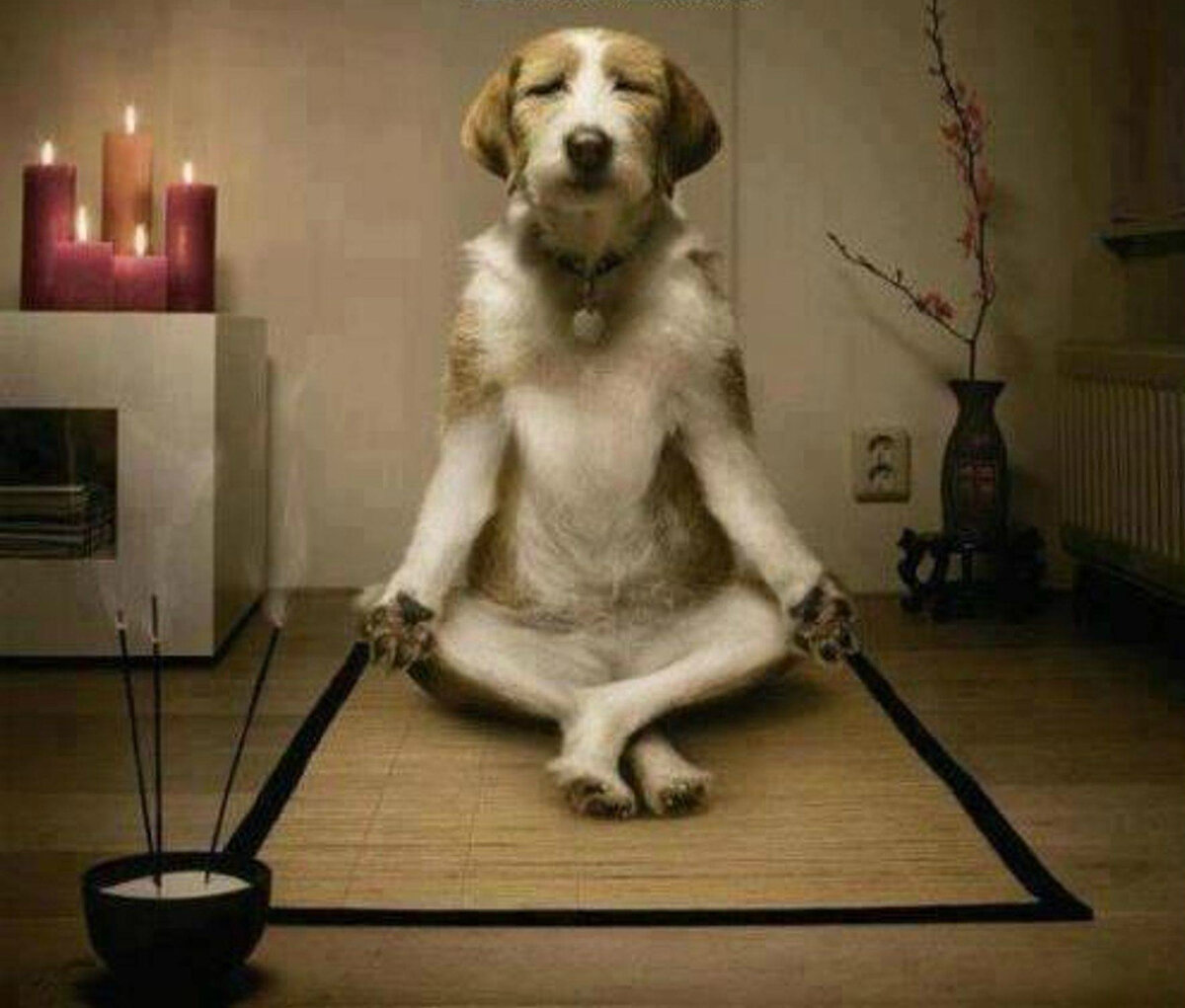 Фото взято из открытых источников