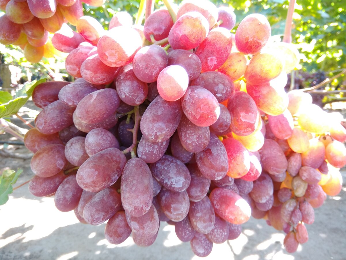 Виноград плодовый Овация