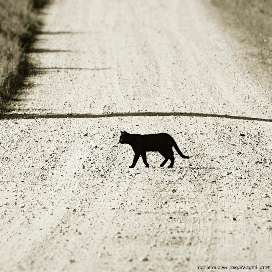 Что вы думаете про чёрных кошек?