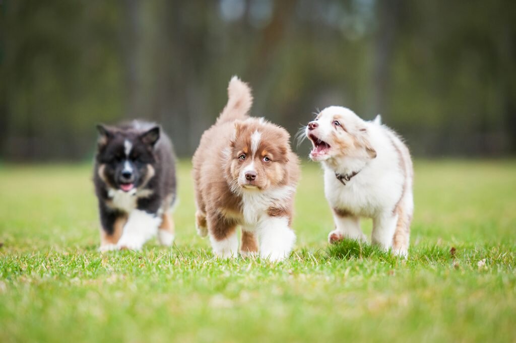 Источник: denverdreamdog.com