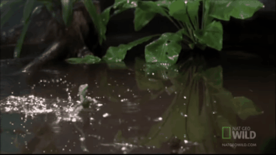 Василиск (Ящерица Иисуса Христа)