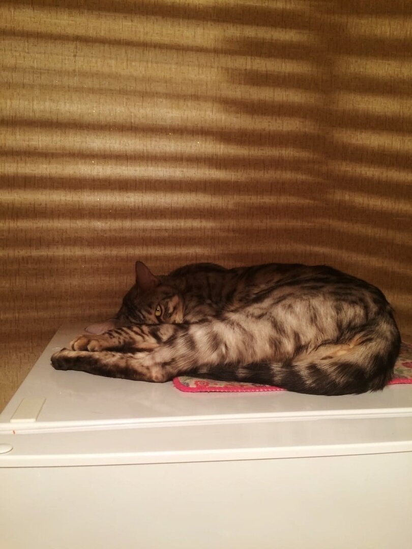 большой кот Честер следит за тобой