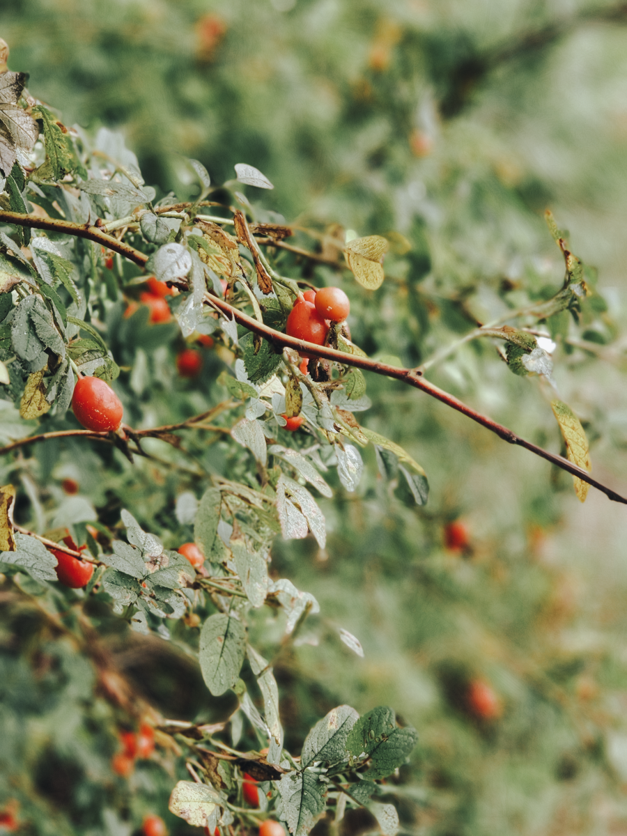 Шиповник у причала