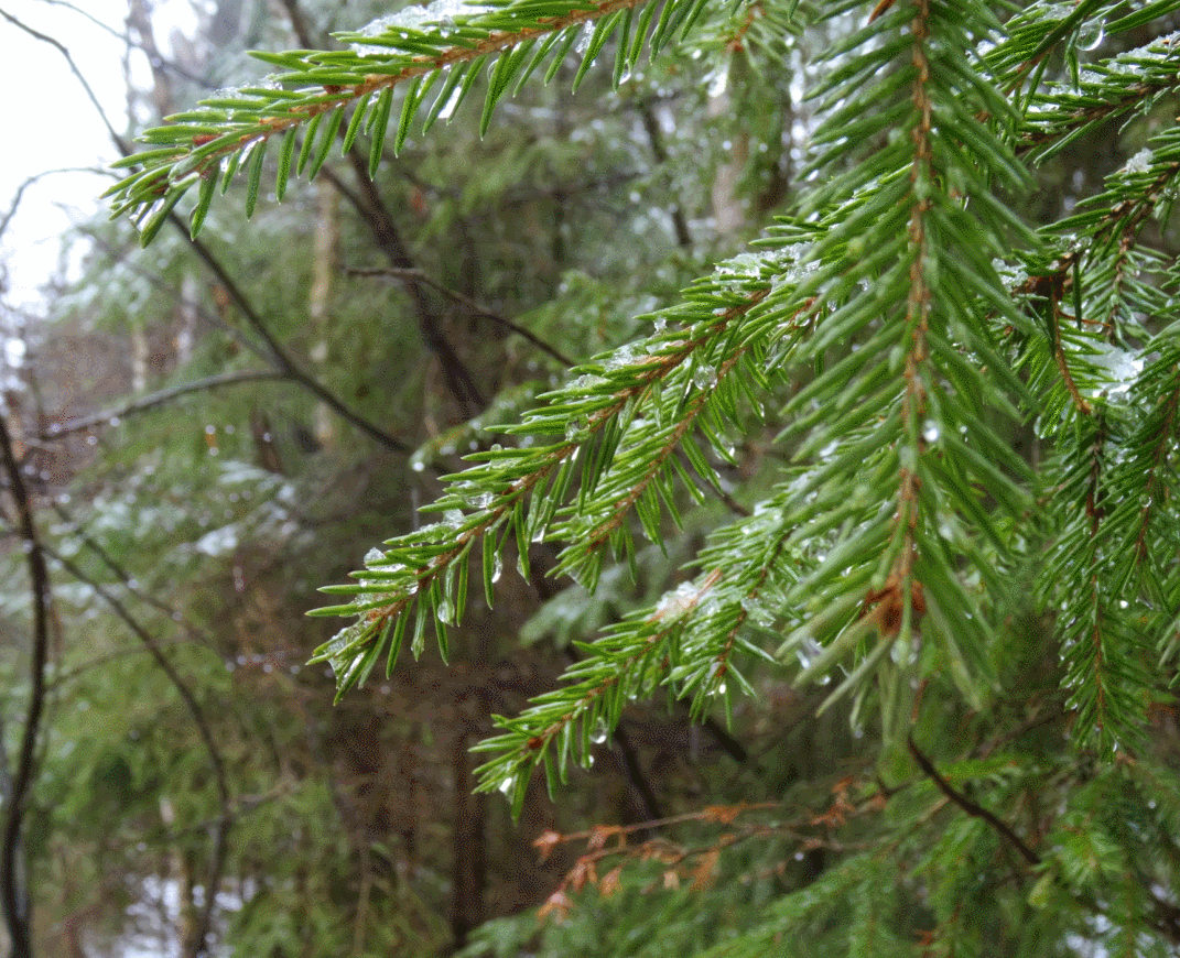 гифка для просмотра