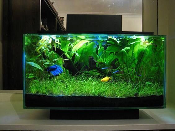 С растениями подводный мир  становится ярче, и окраска рыб выглядит необыкновенно.