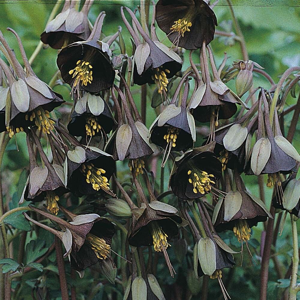 Аквилегия Aquilegia зеленоцветковая viridiflora