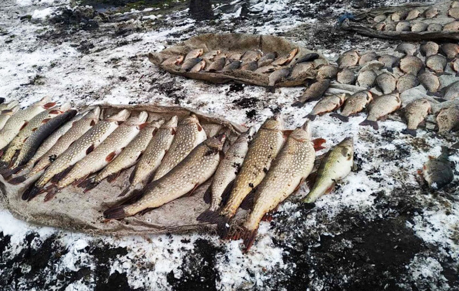 Фото Государственной инспекции охраны животного и растительного мира