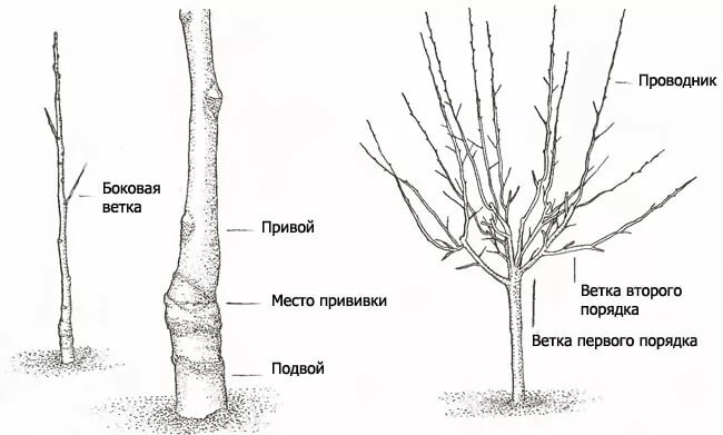 Схема посадки колоновидных деревьев