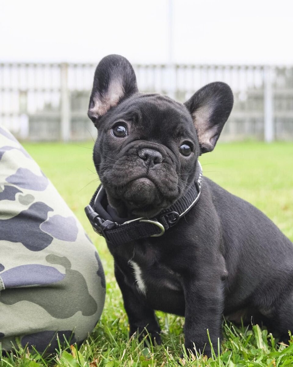 История породы Французский бульдог