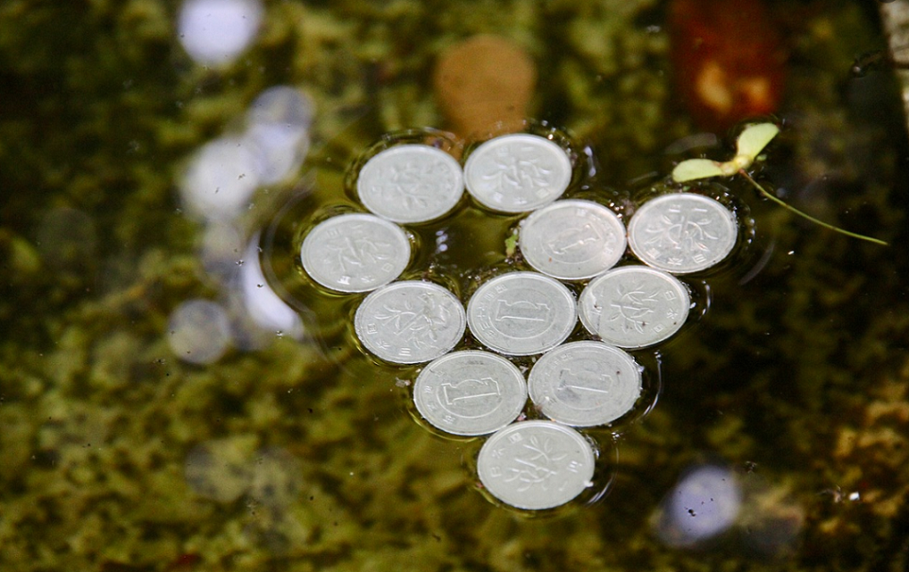 Деньги в воде