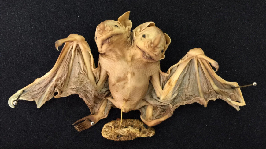 Та самая летучая мышь