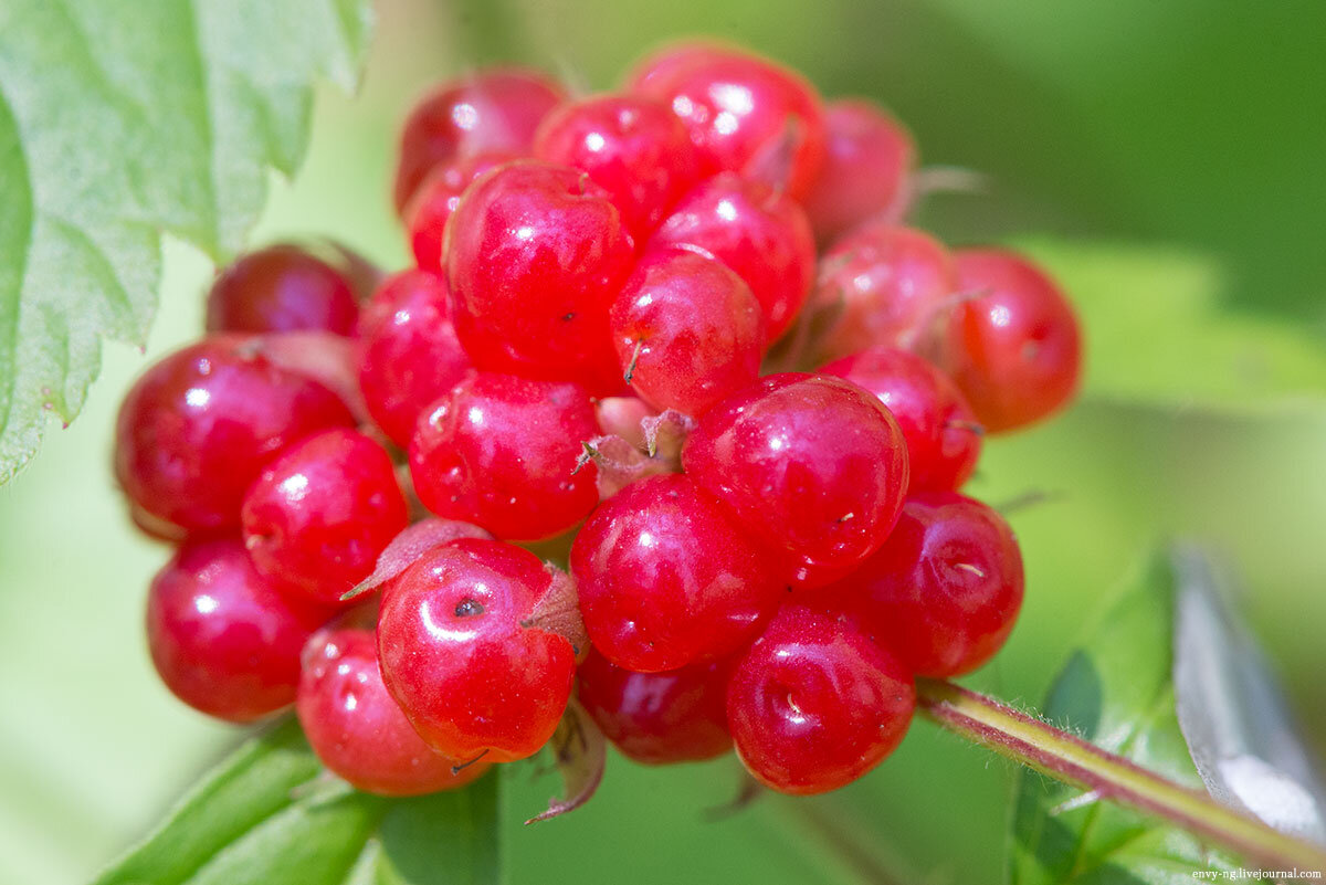 Костяника - распространённое на Алтае растение