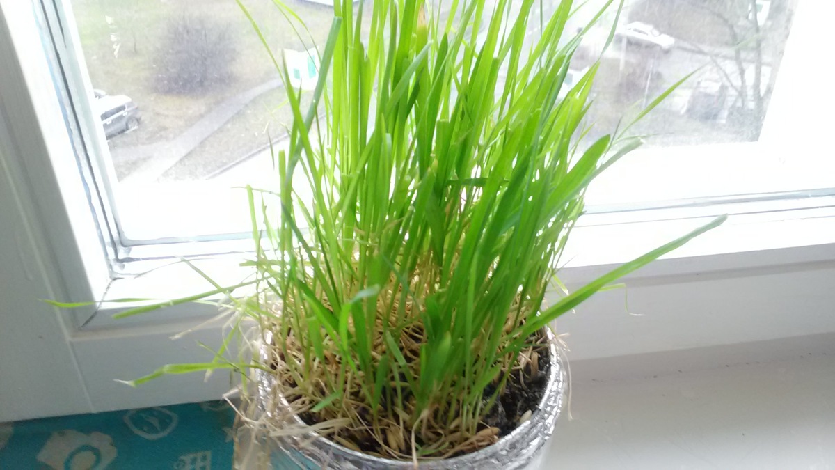 Овес - лучший друг котика. Не "санкционка". Произведено на окне. Растаможки не требует.